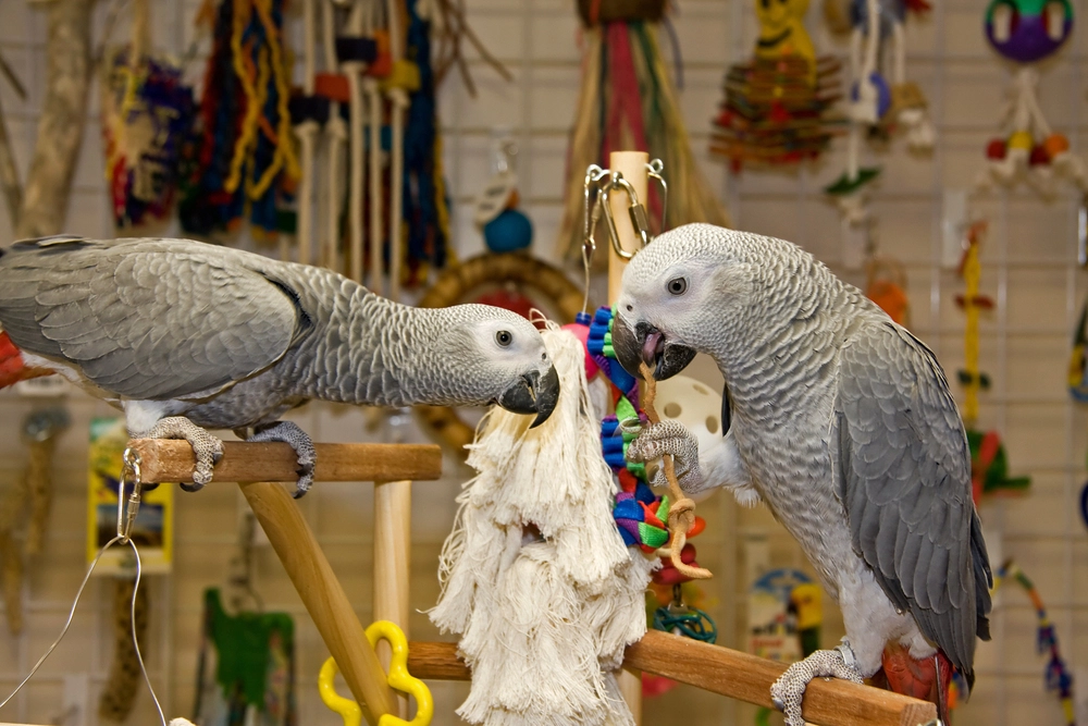 Are African Grey Parrots Good Pets 2 Are African Grey Parrots Good Pets