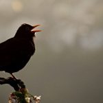 Why Do Birds Chirp at Night? 7 Surprising Reasons Explained Birds Chirp at Night