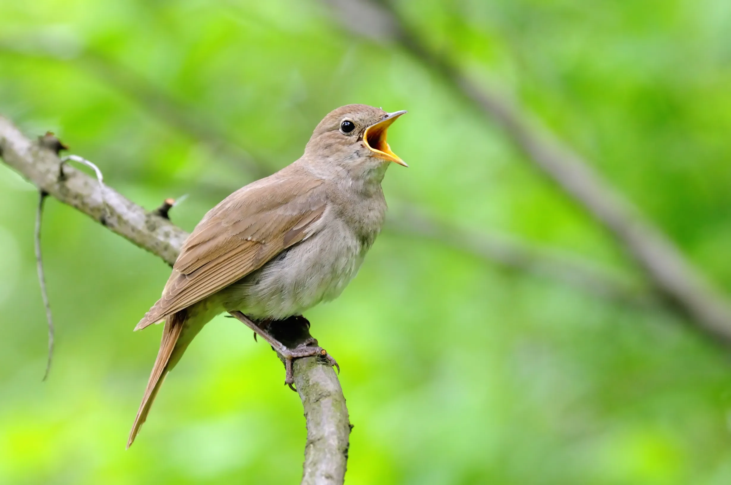 Birds Chirp at Night 3 Birds Chirp at Night