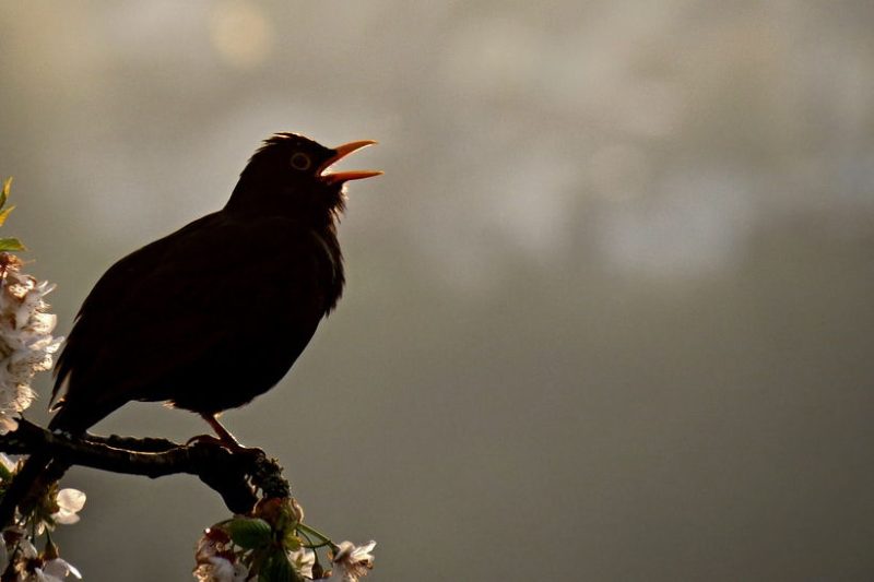 Why Do Birds Chirp at Night? 7 Surprising Reasons Explained
