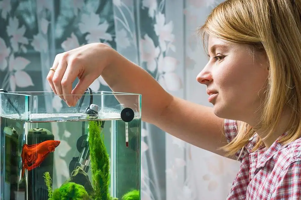 How Often Should You Feed Betta Fish? A Complete Feeding Guide