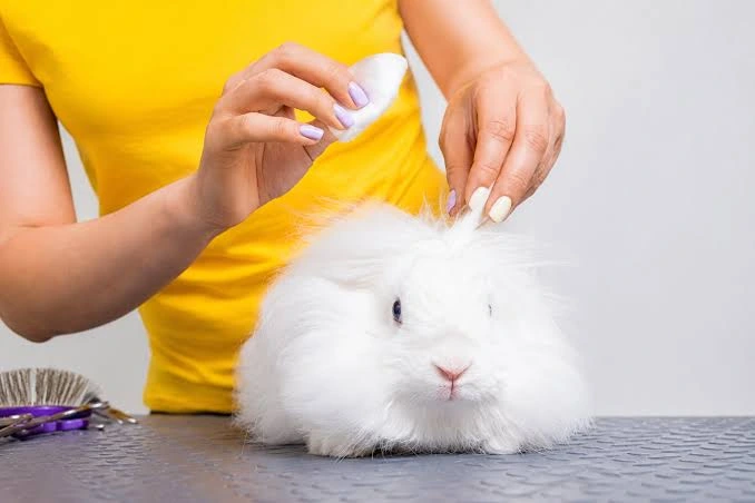 Lionhead Rabbit Bunny 5 Lionhead Rabbit Bunny