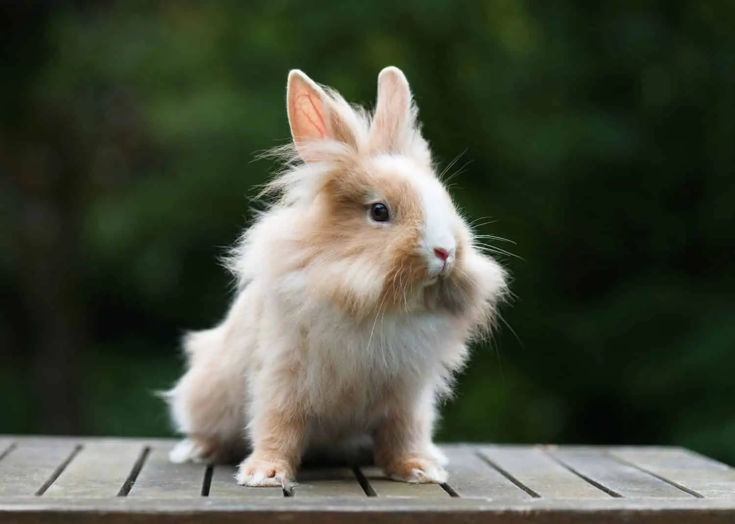 What Should New Owners Know About a Lionhead Rabbit Bunny?
