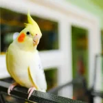 Pet Bird Species: A Complete Guide for New Bird Owners Pet Bird Species