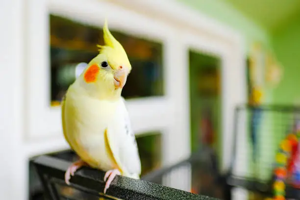 Pet Bird Species: A Complete Guide for New Bird Owners