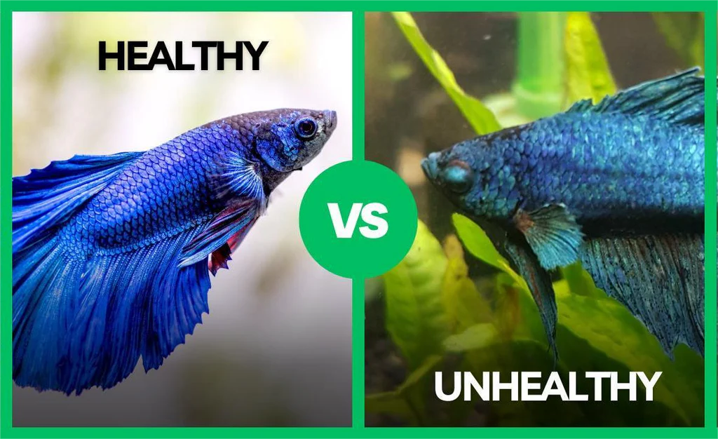 feed betta fish 3 feed betta fish