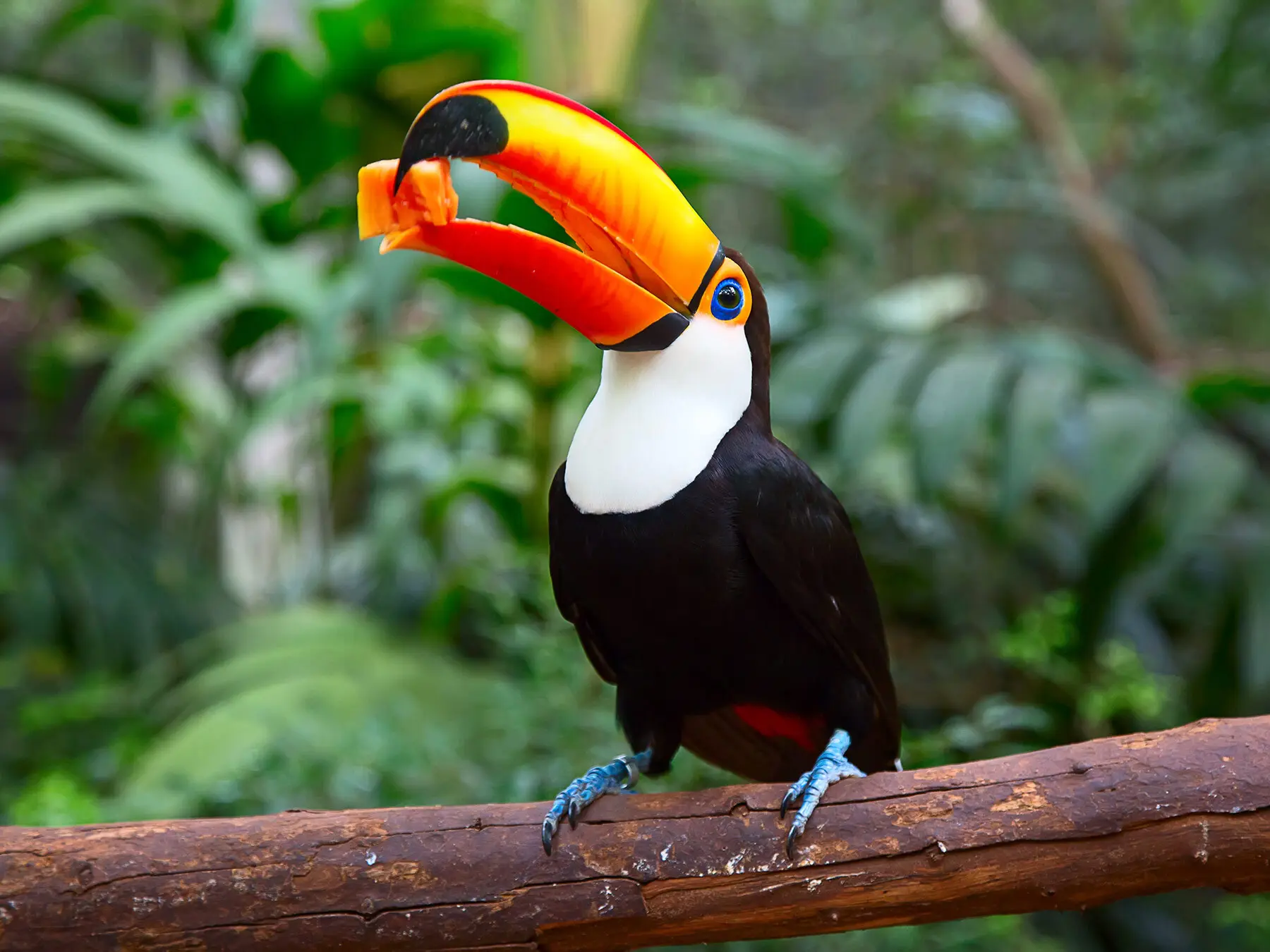 toucan Birds as a Pet 2 oucan Birds as a Pet